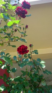mayday roses '15 thessaloniki  -photo e.n 